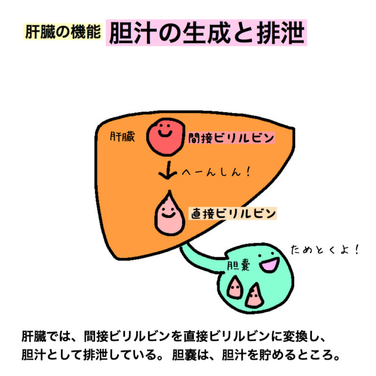 肝臓の機能6つ一覧まとめ表。国試に出るのはココ！【イラストで解説】 | もちゆきナース室