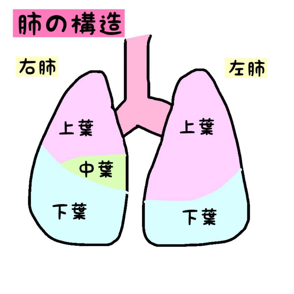 肺の区域　肺葉　イラスト